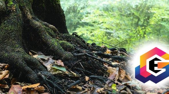 Why Prompt Emergency Branch Removal Prevents Costly Damage Branch Removal Prevents